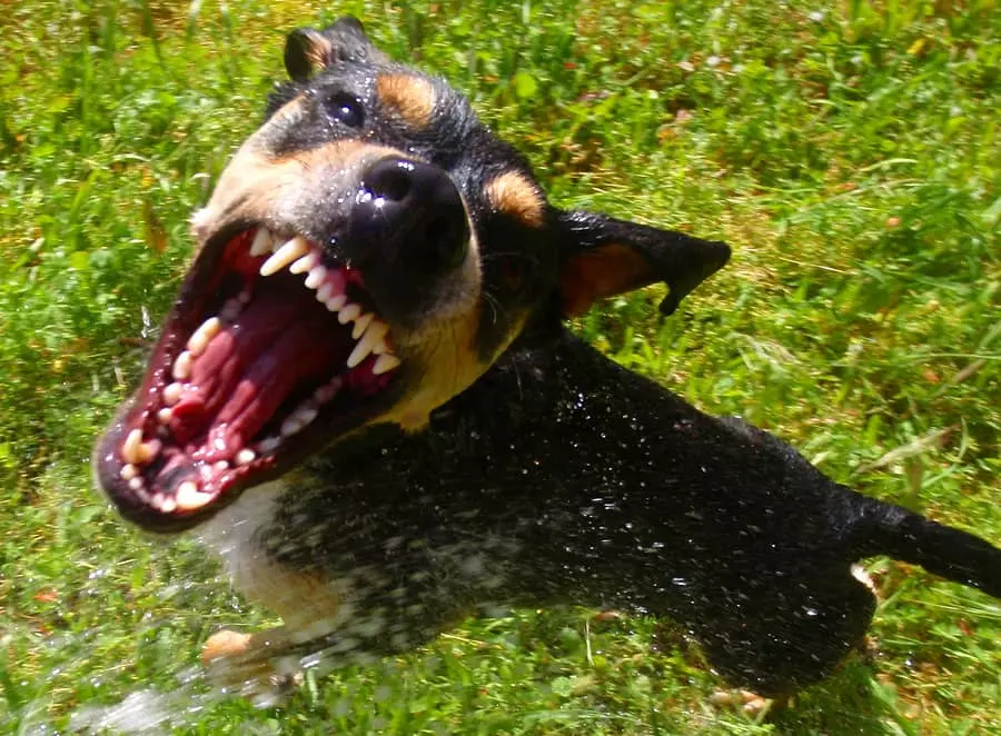 best denver dog bite lawyer