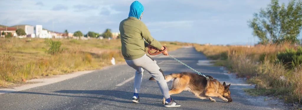 Greenwood Village Dog Bite Lawyer